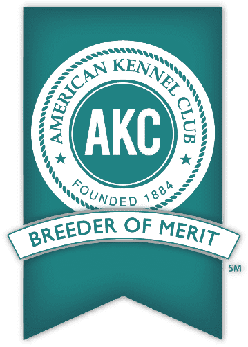 AKC Havanese Breeder of Merit