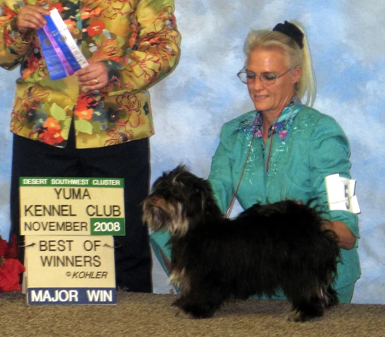 AKC Champion Havanese Southern California