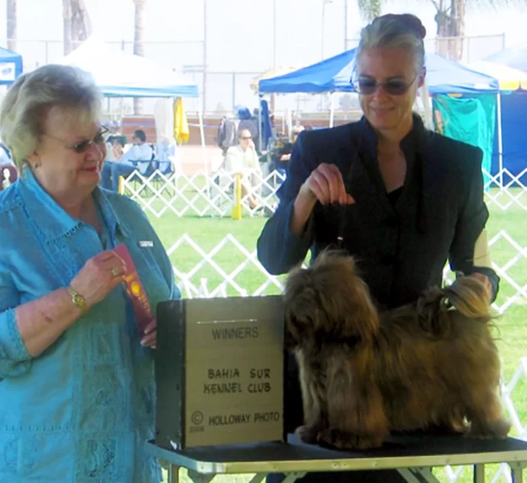 AKC Champion Havanese Southern California
