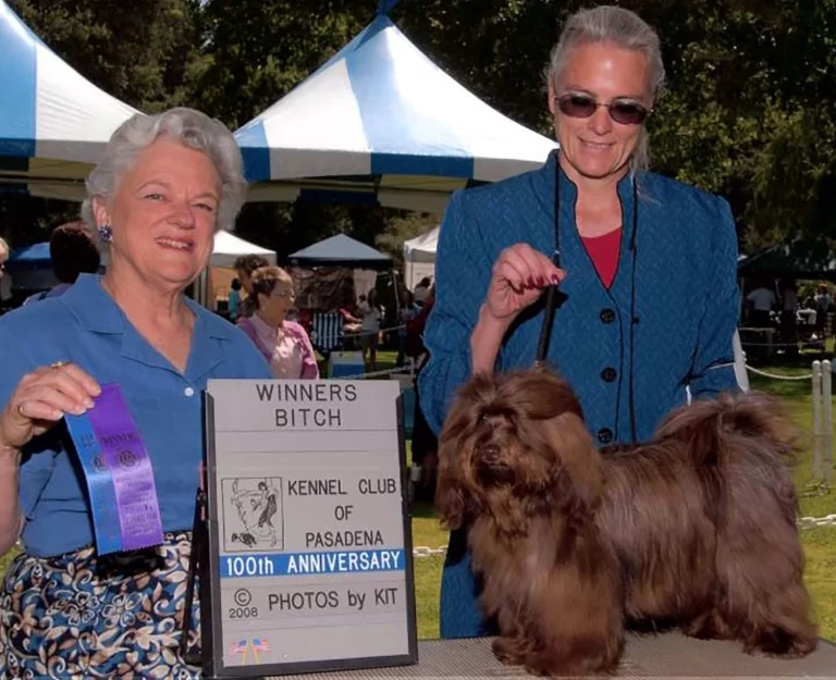 AKC Champion Havanese Southern California