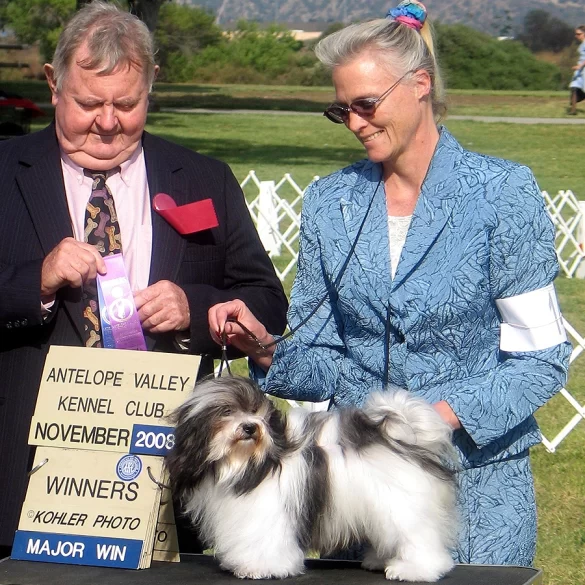 AKC Show Havanese Dog in Southern California