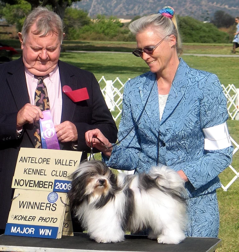 AKC Show Havanese Dog in Southern California