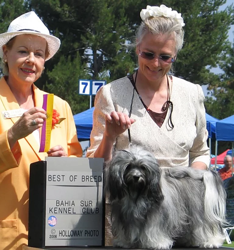 AKC Champion Havanese Southern California