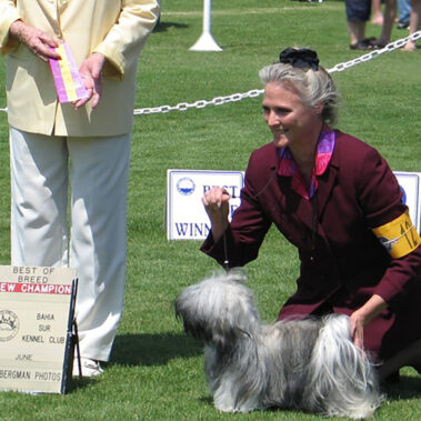 AKC Show Havanese Dog in Southern California