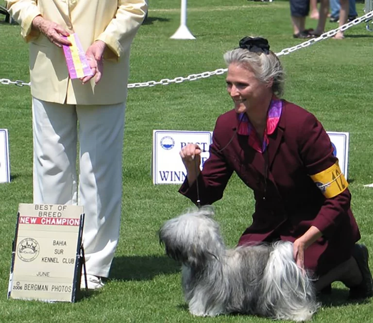 AKC Champion Havanese Southern California