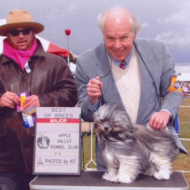 AKC Show Havanese Dog in Southern California