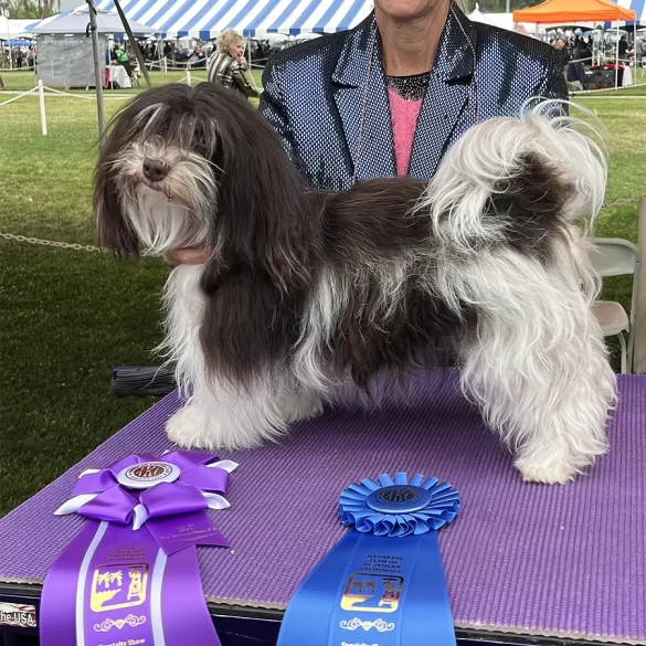 AKC Show Havanese Dog in Southern California