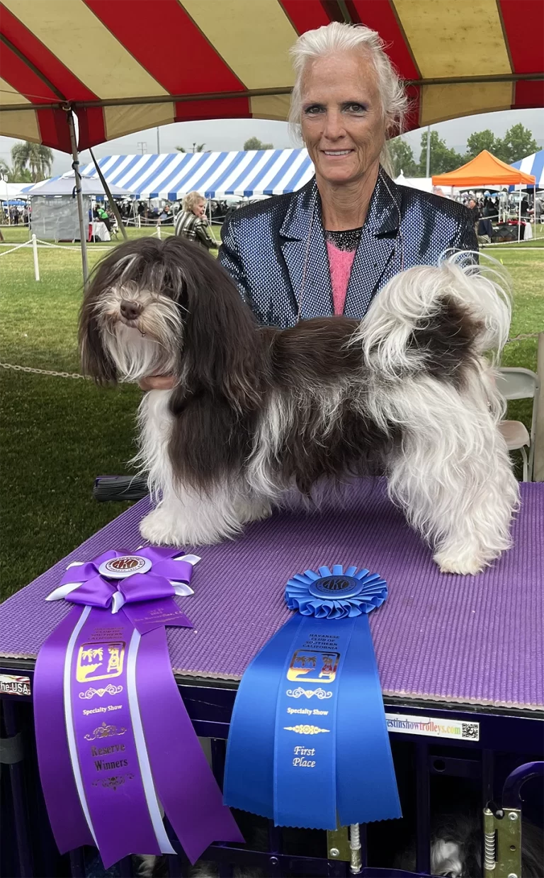 AKC Show Havanese Dog in Southern California