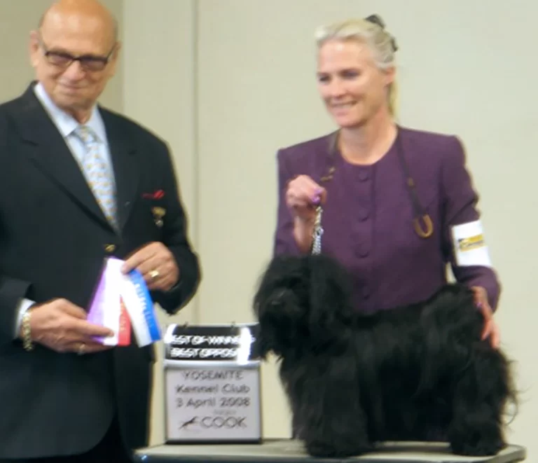 AKC Champion Havanese Southern California