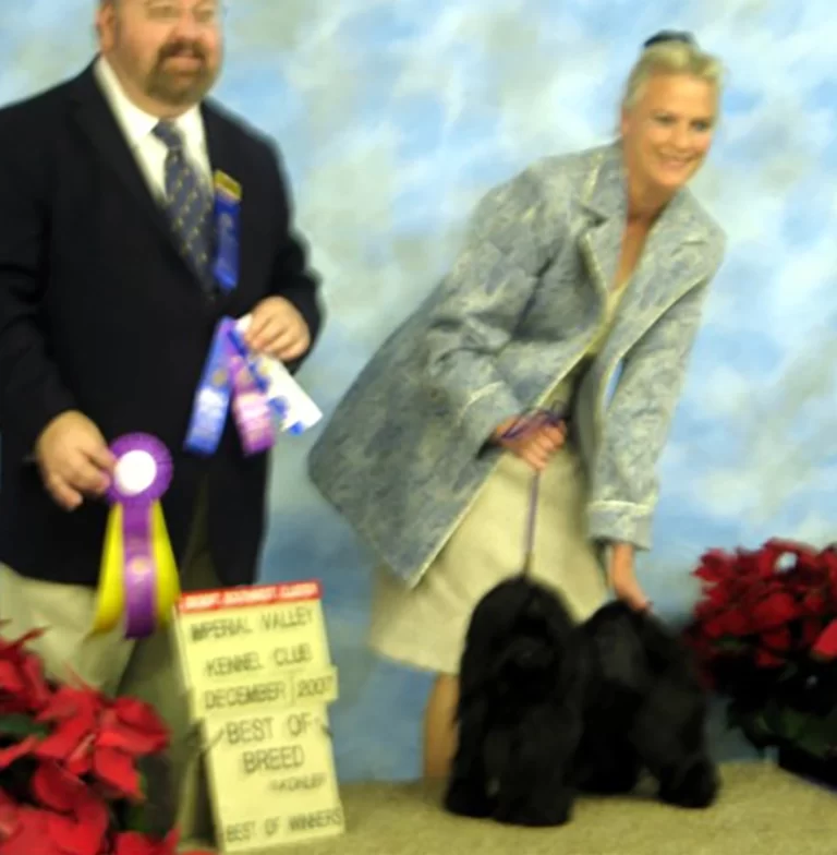 AKC Champion Havanese Southern California
