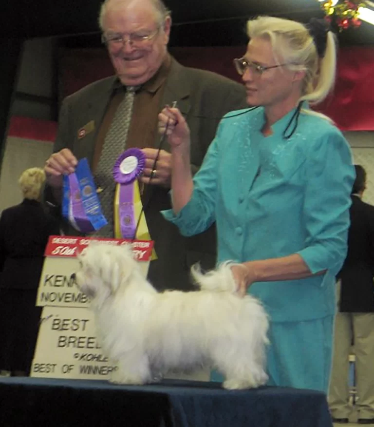 AKC Champion Havanese Southern California