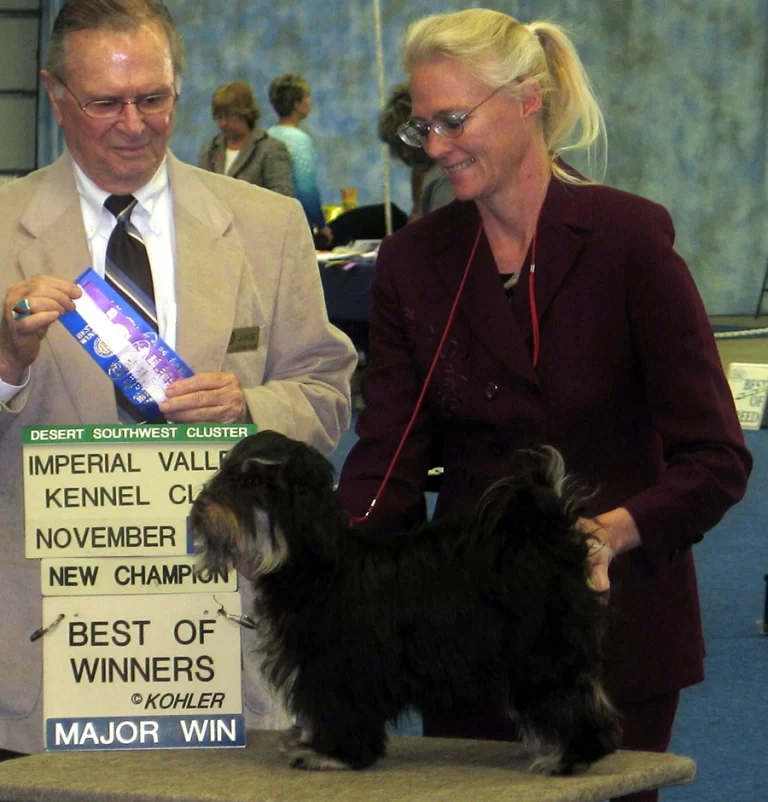 AKC Champion Havanese Southern California