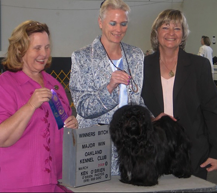 AKC Champion Havanese Southern California