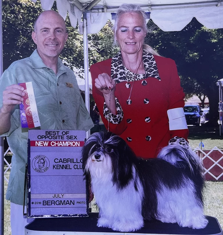 AKC Champion Havanese Southern California