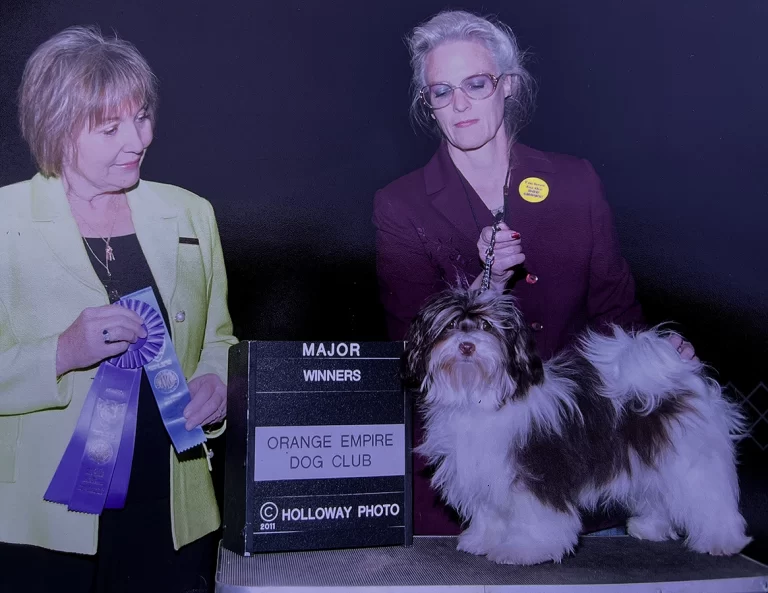 AKC Champion Havanese Southern California