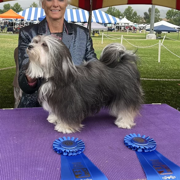 AKC Show Havanese Dog in Southern California