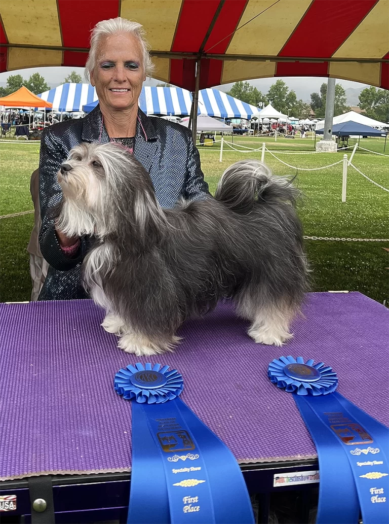 AKC Show Havanese Dog in Southern California