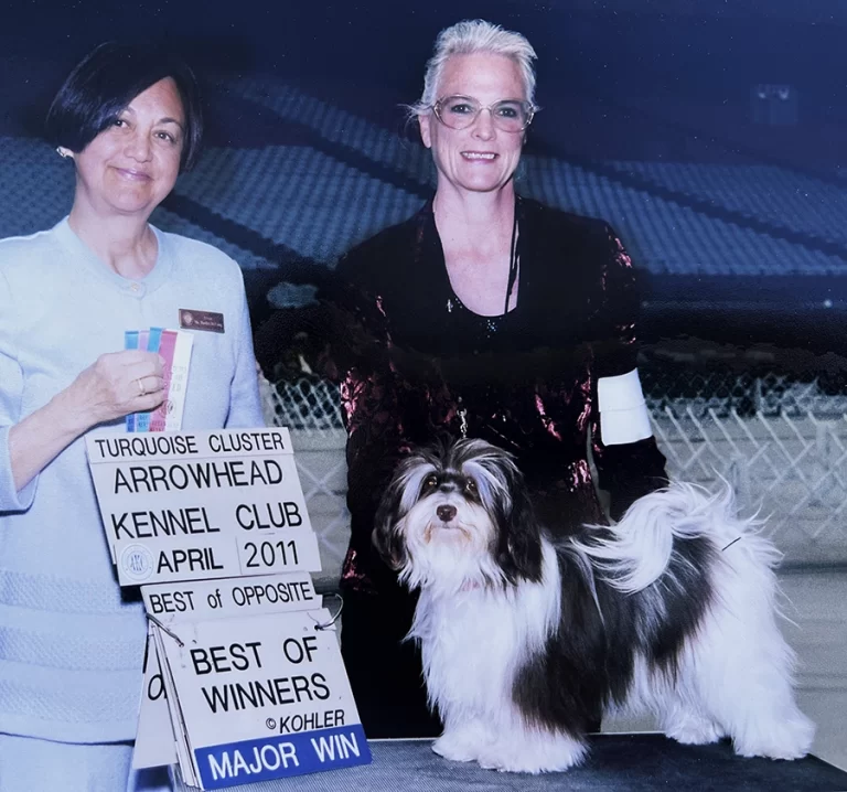 AKC Champion Havanese Southern California