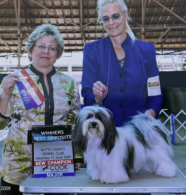 AKC Champion Havanese Southern California