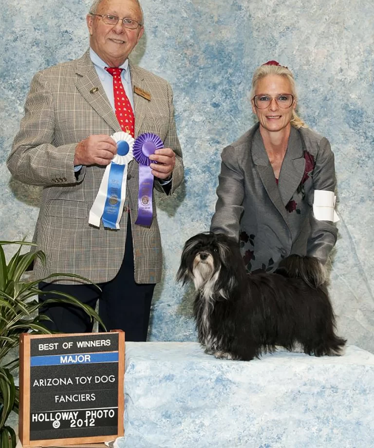 AKC Champion Havanese Southern California