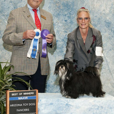 AKC Champion Havanese Stud Dogs #1 Southern California