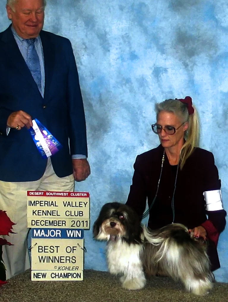 AKC Champion Havanese Southern California