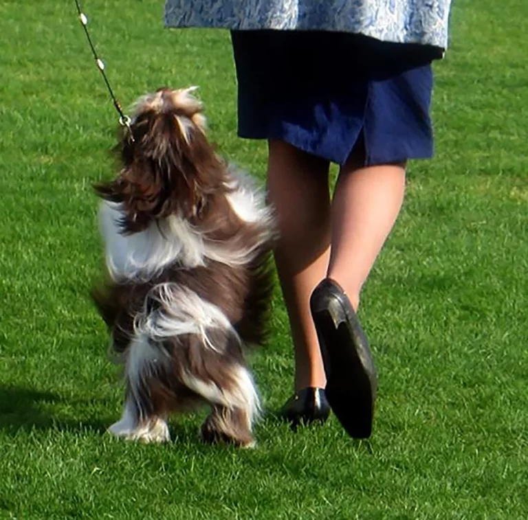 AKC Champion Havanese Southern California