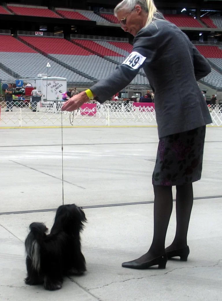 AKC Champion Havanese Southern California