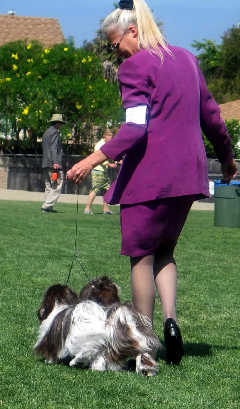 AKC Champion Havanese Southern California