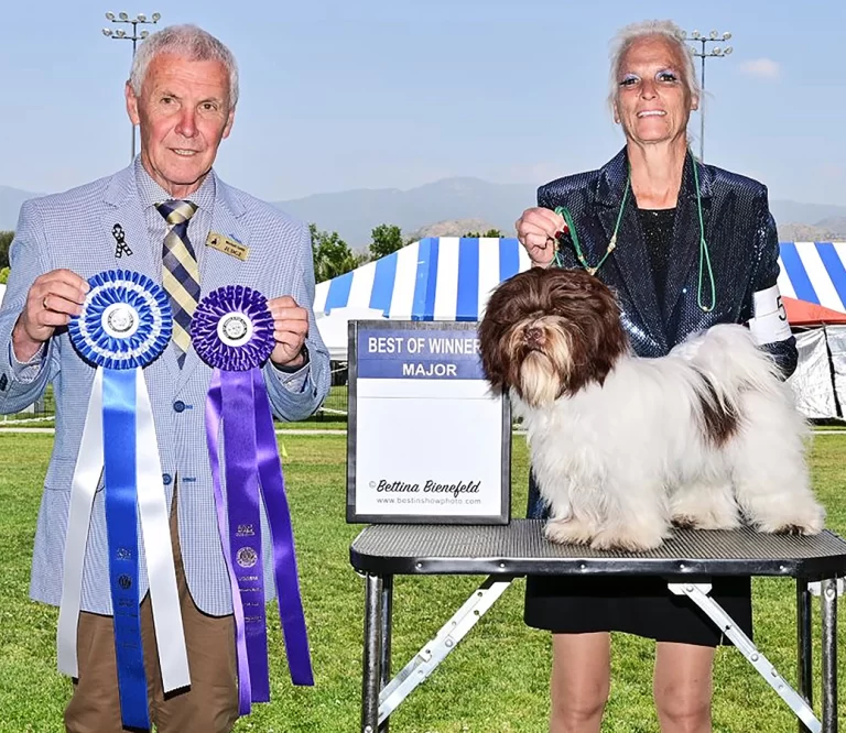 AKC Champion Havanese Southern California