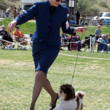 AKC Show Havanese Dog in Southern California