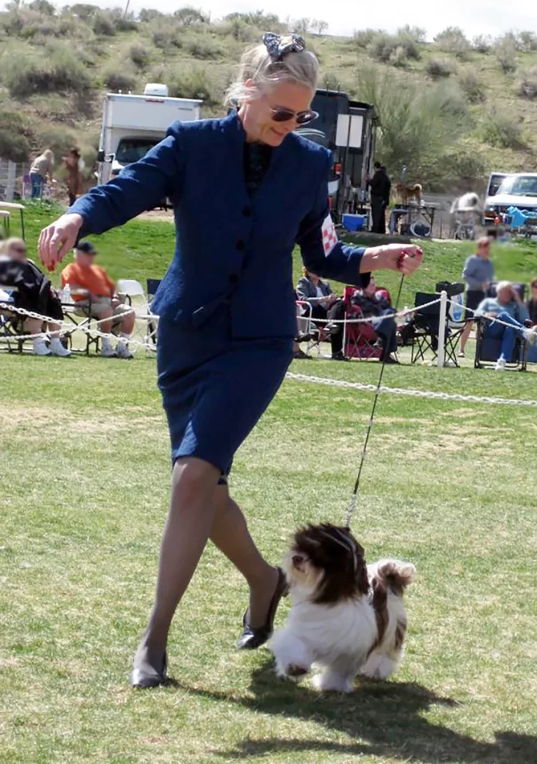 AKC Champion Havanese Southern California