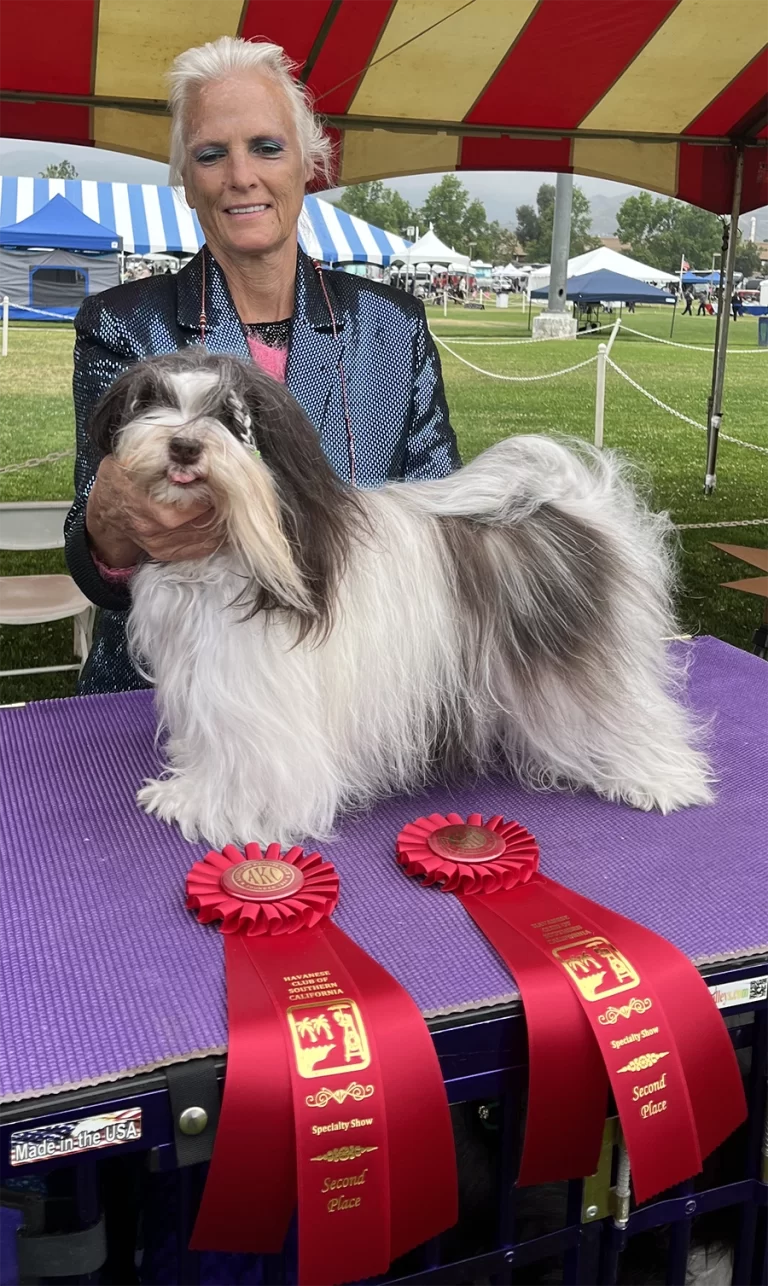 AKC Champion Havanese Southern California
