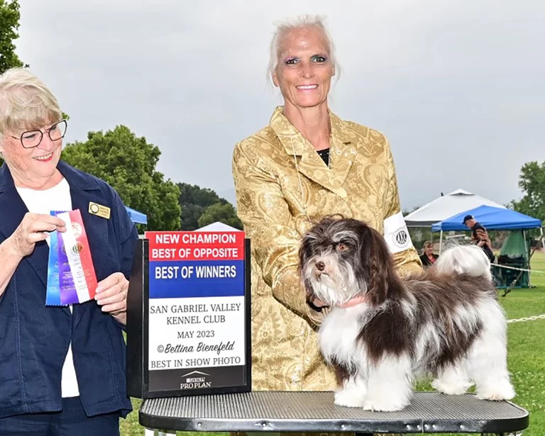 AKC Champion Havanese Southern California