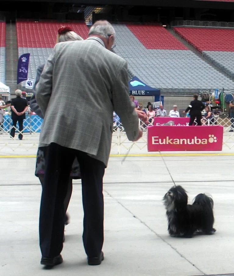 AKC Champion Havanese Southern California