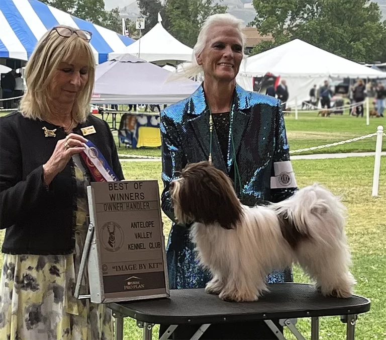 AKC Champion Havanese Southern California