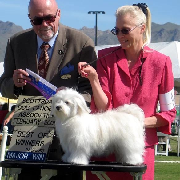 Champion HavanaSilk Flash Of ShaggyLuv