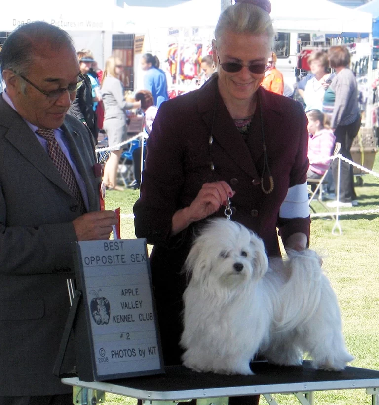 AKC Champion Havanese Southern California