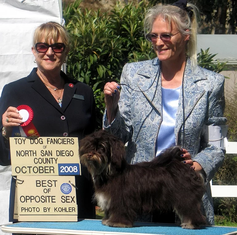 AKC Champion Havanese Southern California