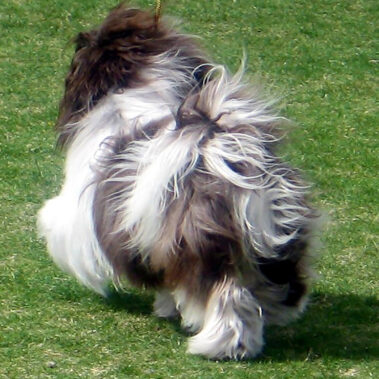 Adult Chocolate Havanese Available in Southern California