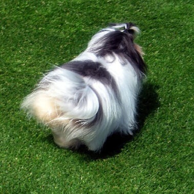 Champion Havanasilk Misstee Morningstar Black White Female Havanese