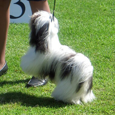 Champion Havanasilk Misstee Morningstar Black White Female Havanese