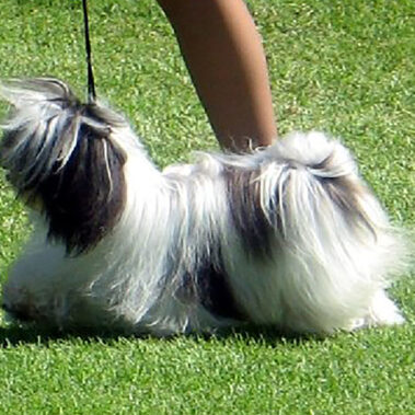 Champion Havanasilk Misstee Morningstar Black White Female Havanese
