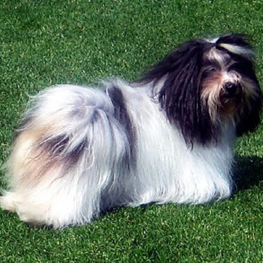 Champion Havanasilk Misstee Morningstar Black White Female Havanese