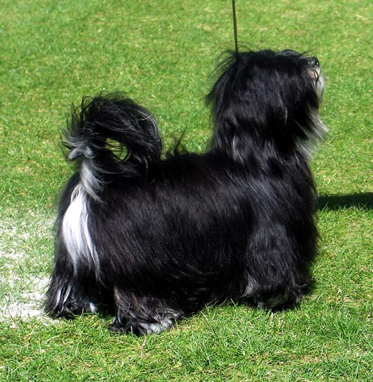 Black and White Champion Havanese Stud Dog in California