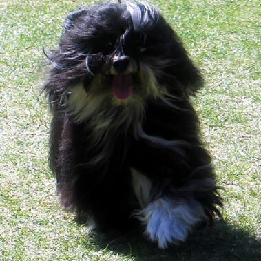 Black and White Champion Havanese Stud Dog in California