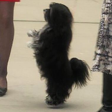 Black and White Champion Havanese Stud Dog in California