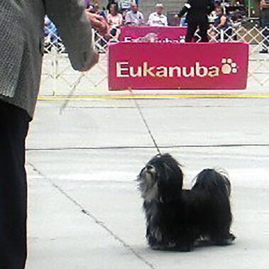 Black and White Champion Havanese Stud Dog in California