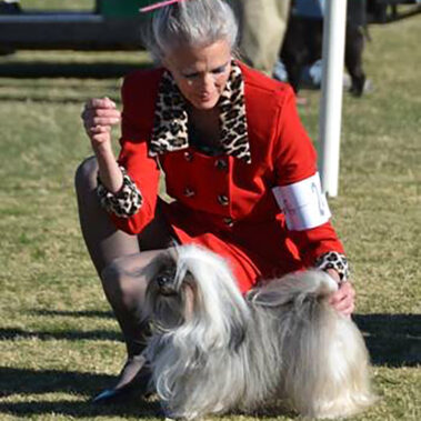 Champion Havanasilk HotNSaucy By LilPawz - Havanese Female