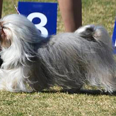 Champion Havanasilk HotNSaucy By LilPawz - Havanese Female